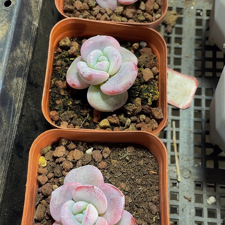 粉奶茶到盆土发货