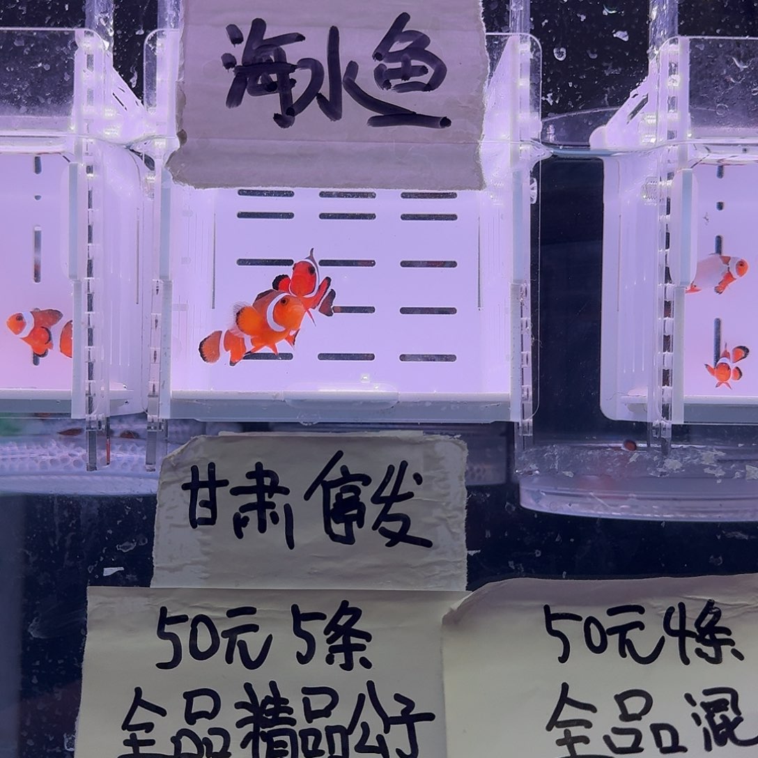 海水鱼4.5+配4.5精品黑边公子一对