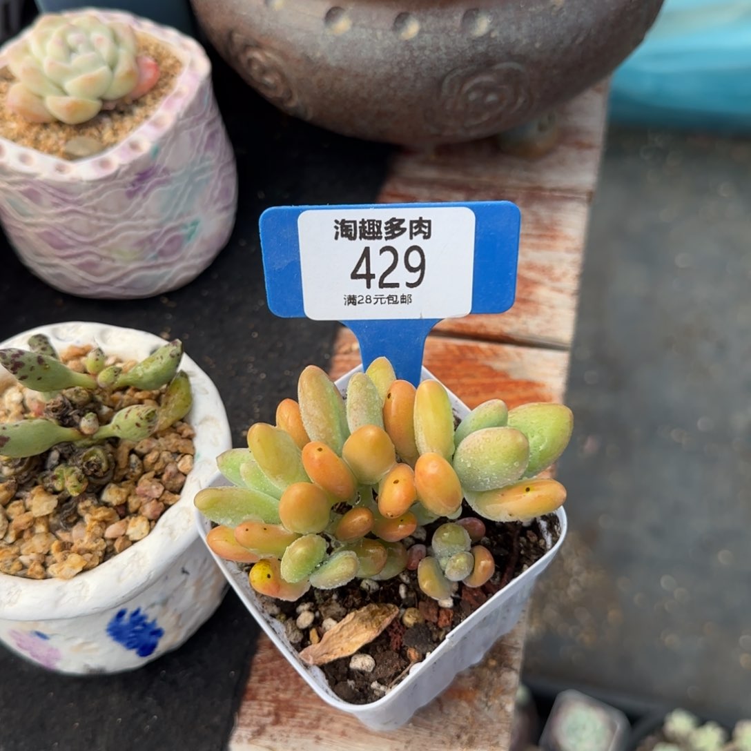 多肉植物精蟾，美人穷生无槛