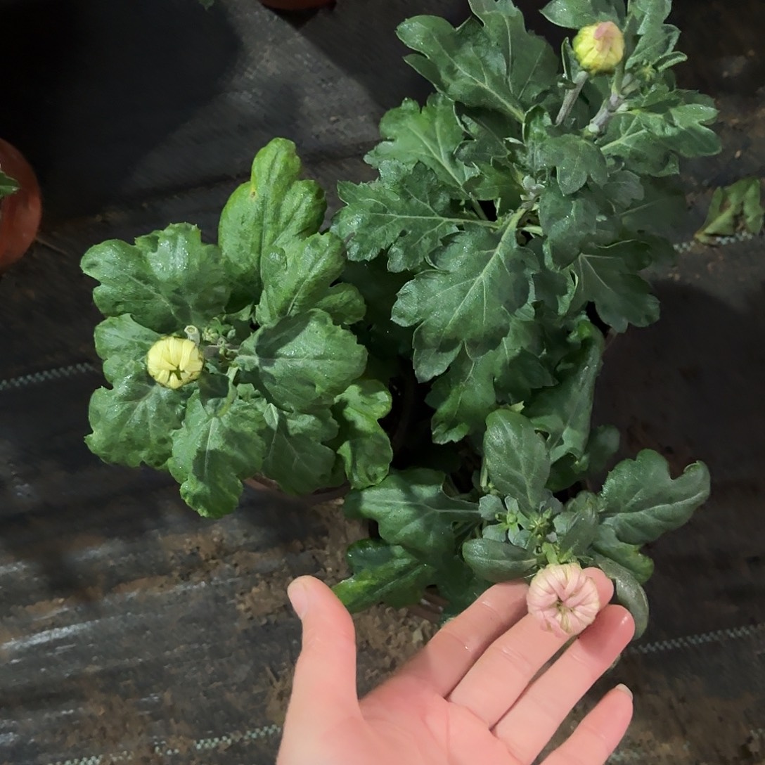 全部花朵Q6666666