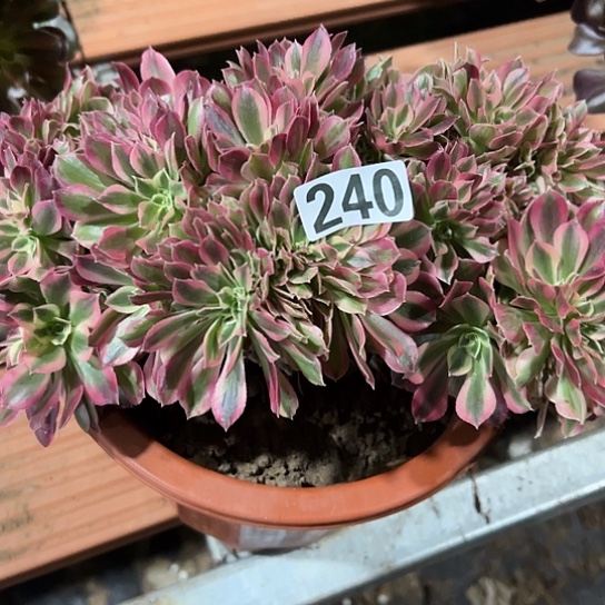 辣***子一颗红女巫 法师240