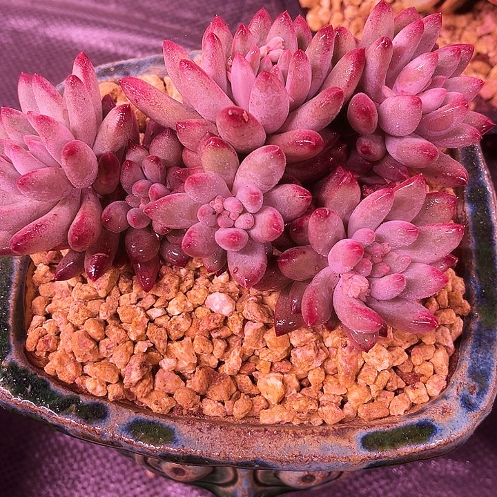 我是第一百个为妖刀应援滴打