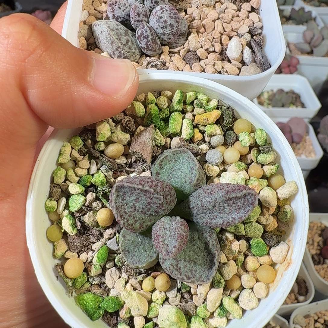 隔****白马丁和实生       