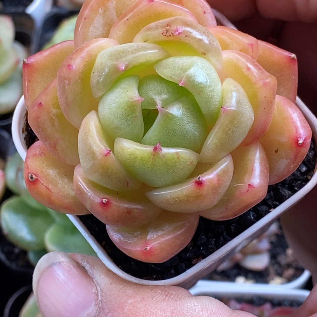 天官赐福百无禁忌