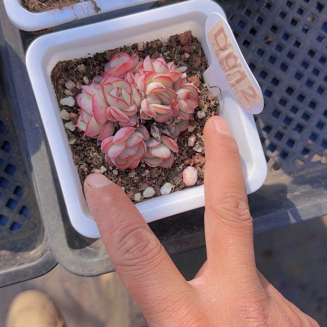 D012牡丹亭一物一拍