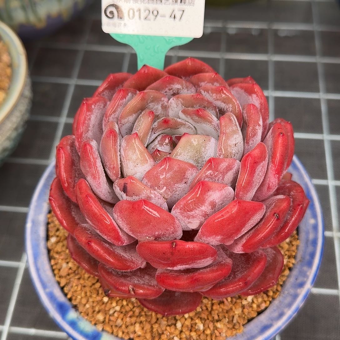 从前慢花园多肉0129-47