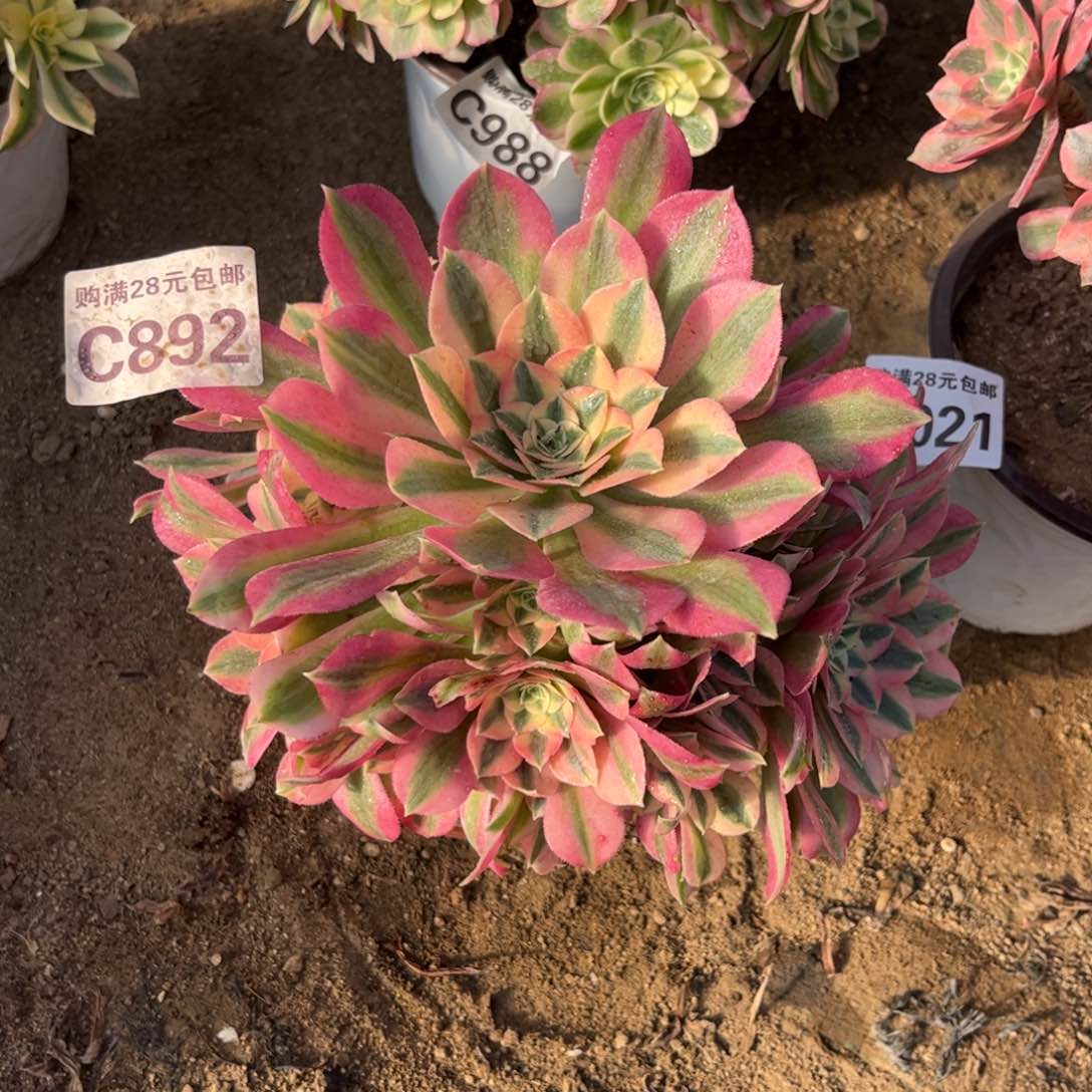 892多肉植物粉女巫