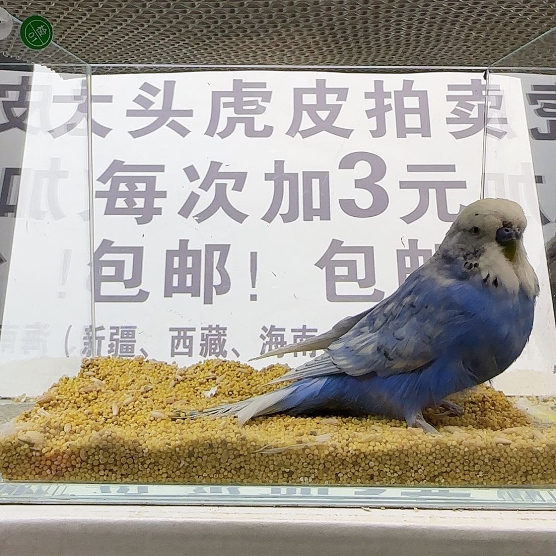 虎皮鹦鹉大头鹦鹉