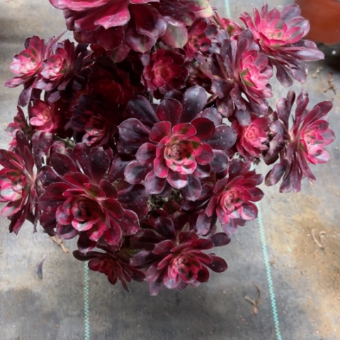 多肉植物香奈儿锦。