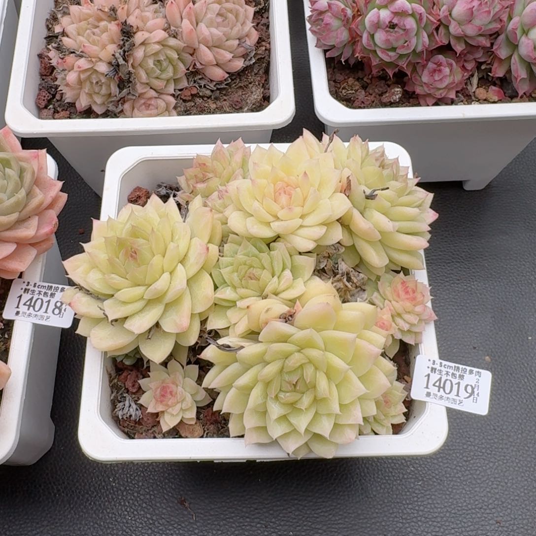 一物一拍的14019