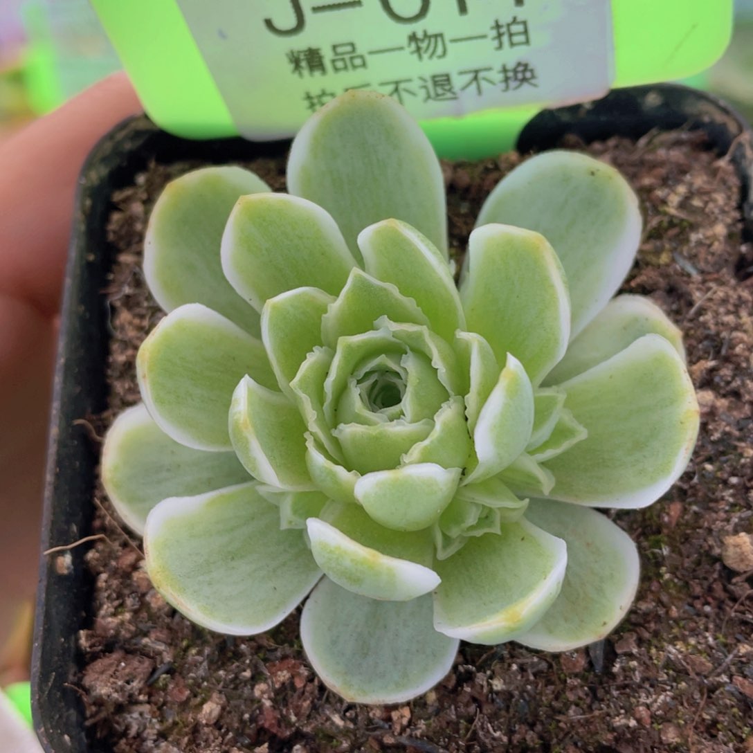 春涧多肉J014一物一拍