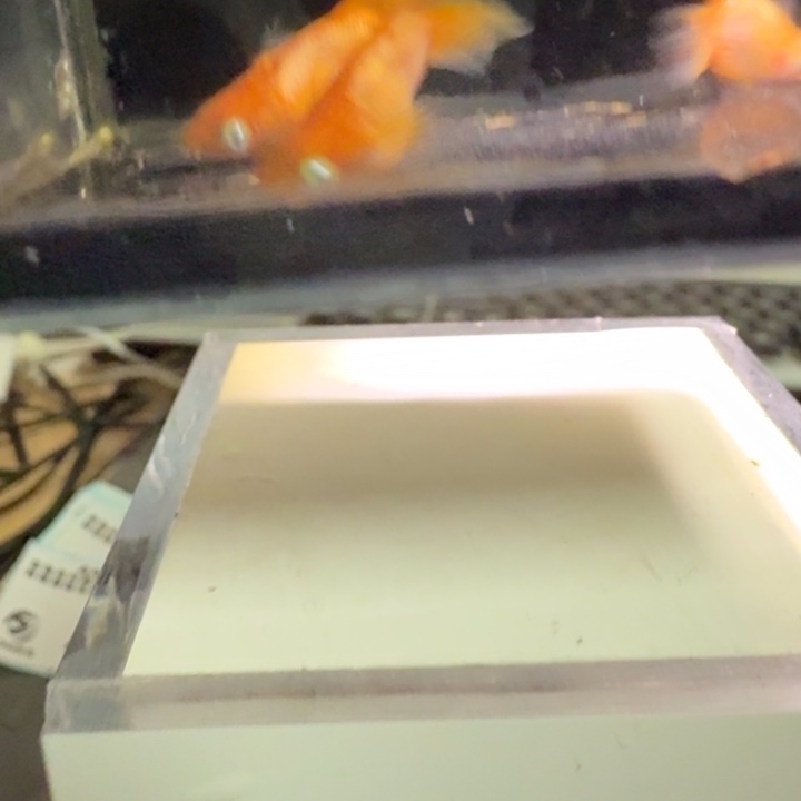 青鳉鱼一物一拍409