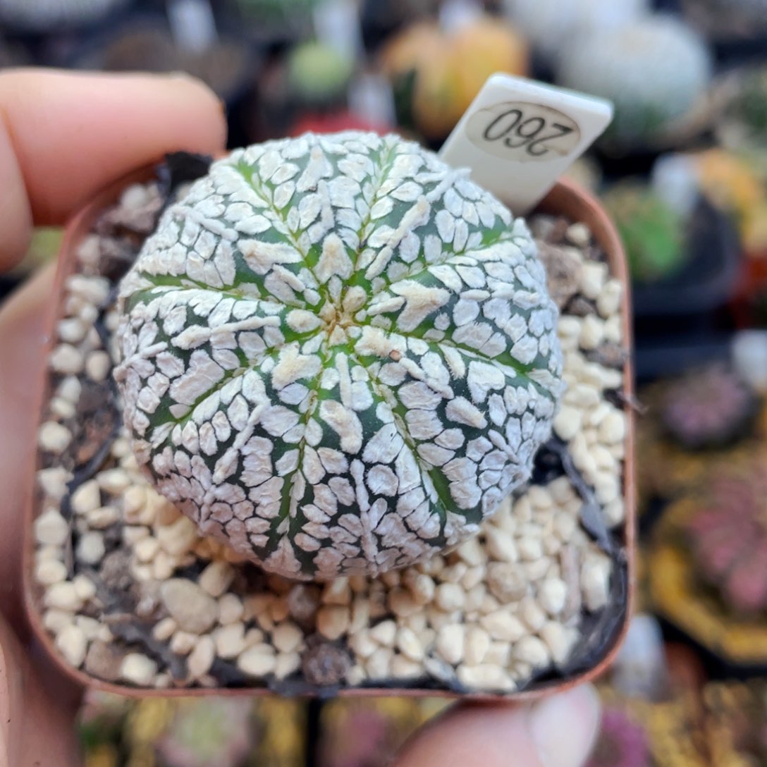 盆5公分满25包邮裸根发货