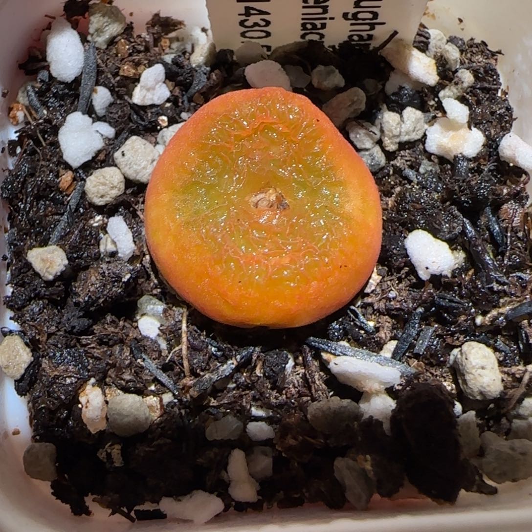 肉锥多肉植物百科-1430.505、173