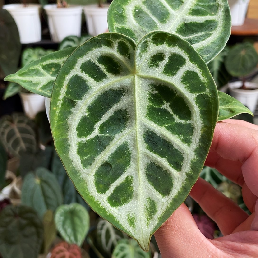 完全开放skg银杂撕裂