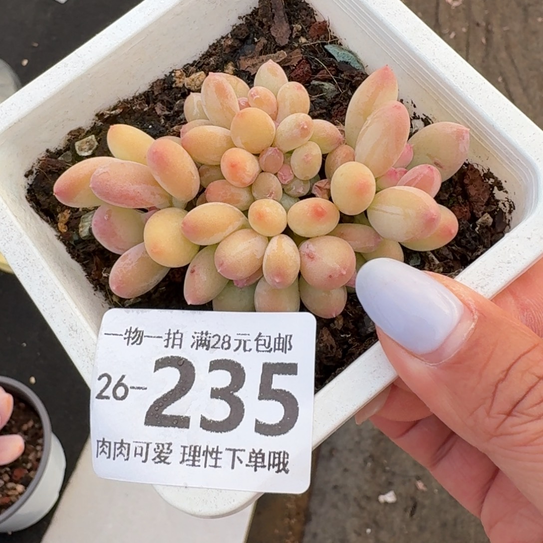 三日月美人缀无盆土发货无