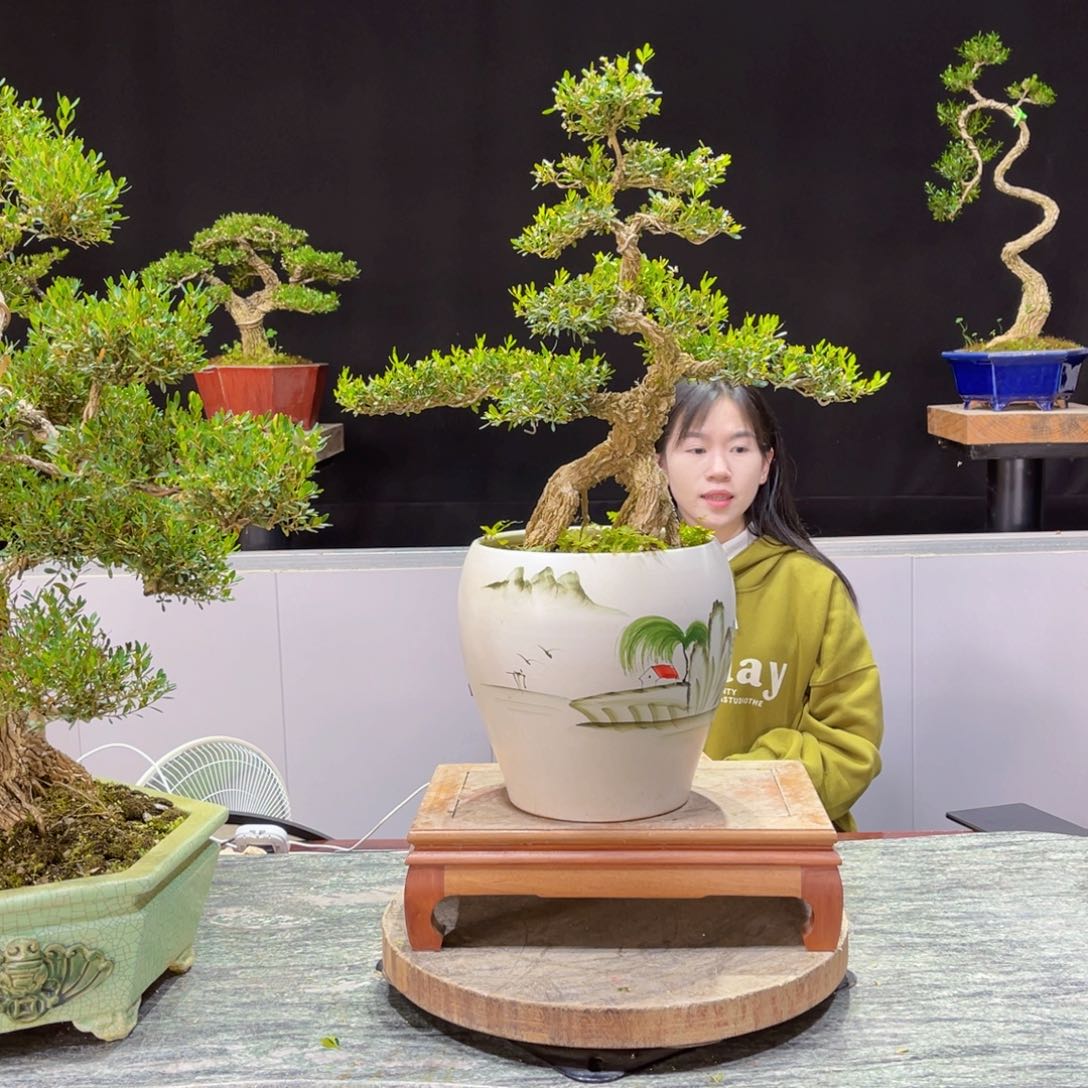 四季常青老桩黄杨盆景