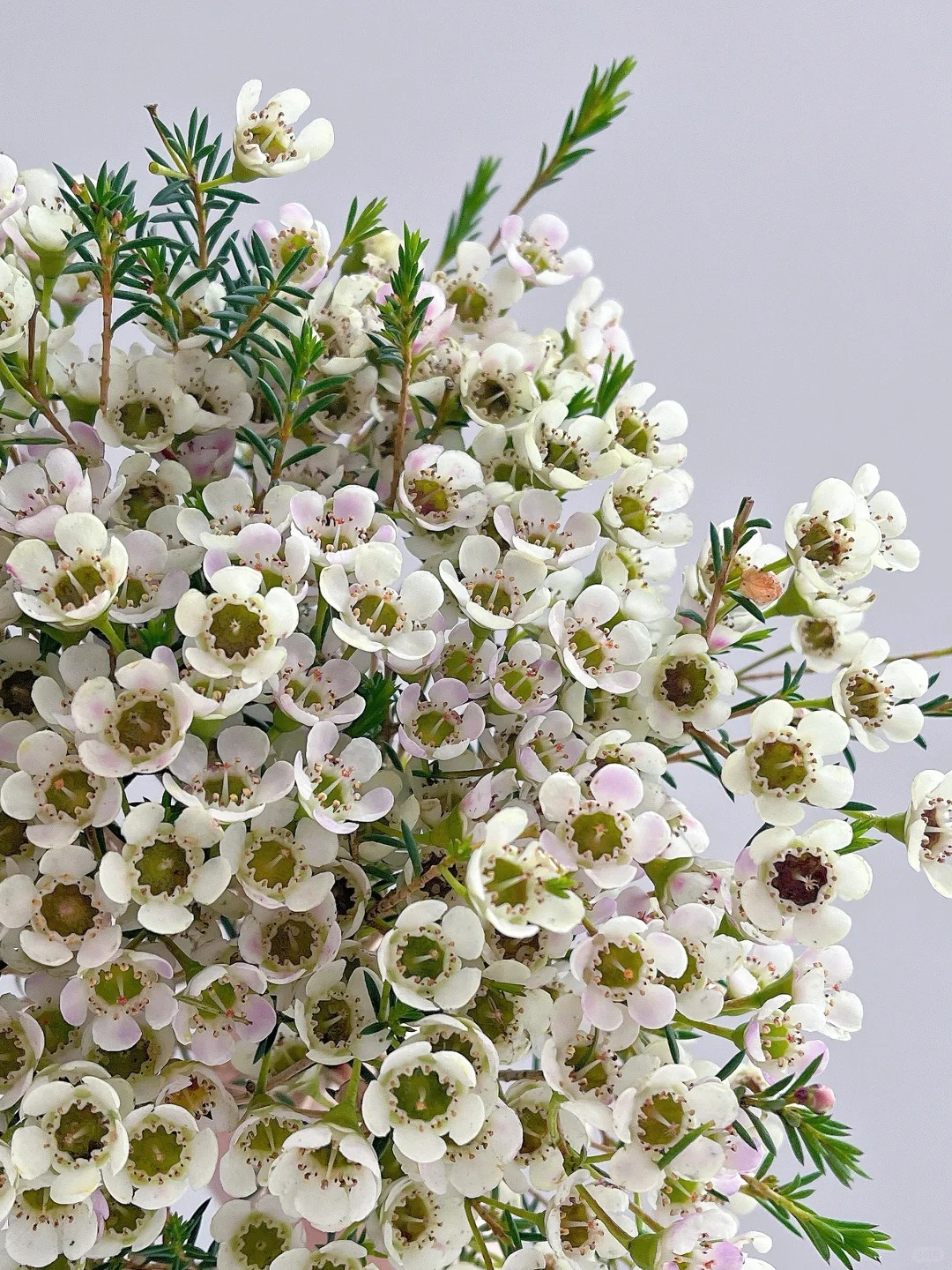 【白色腊梅1扎】约300克有清香味花期长鲜花云南顺丰直发