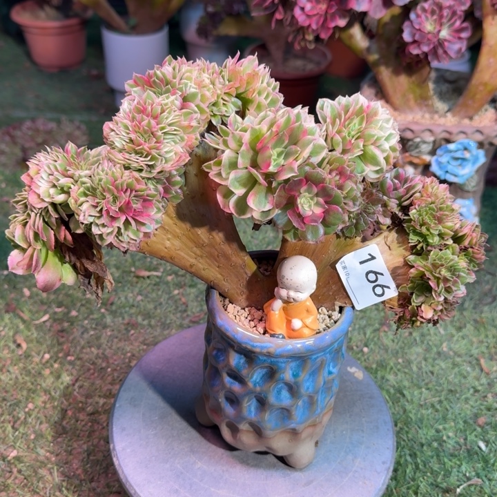 荔枝法师锦法师锦微瑕166