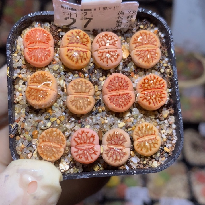 精品生石花122.27福利