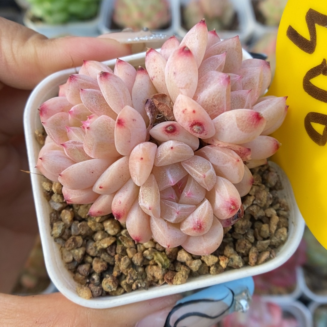 甜心d群生可拍306号