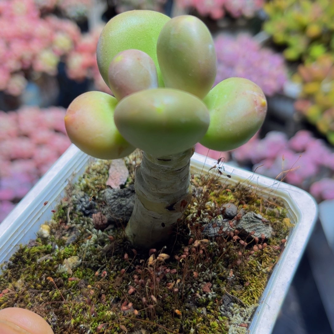 146树形芒果奶4厘米多肉