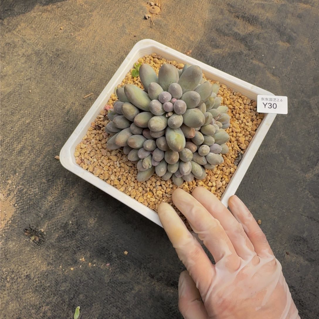 y y y y y y y y y 30