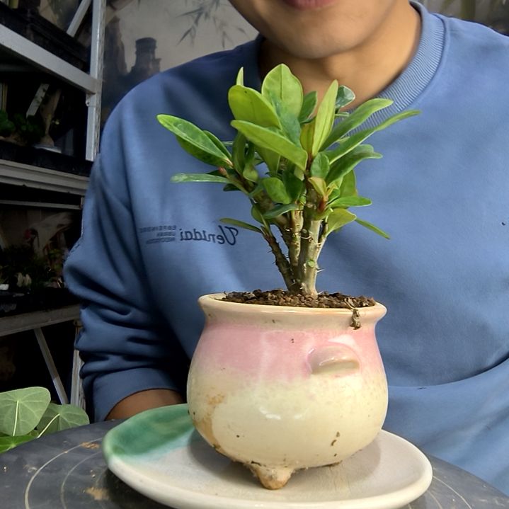岁***?中青园艺一物一拍218