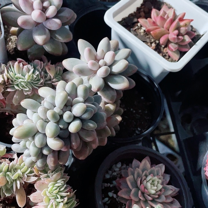 汤圆缀化18一盆5588666888