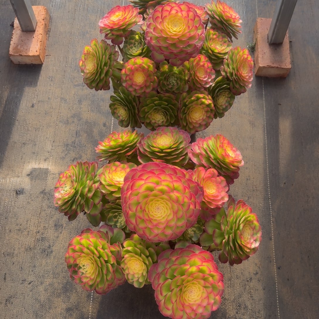 笑***生无花朵bxndbdnddndndbdb