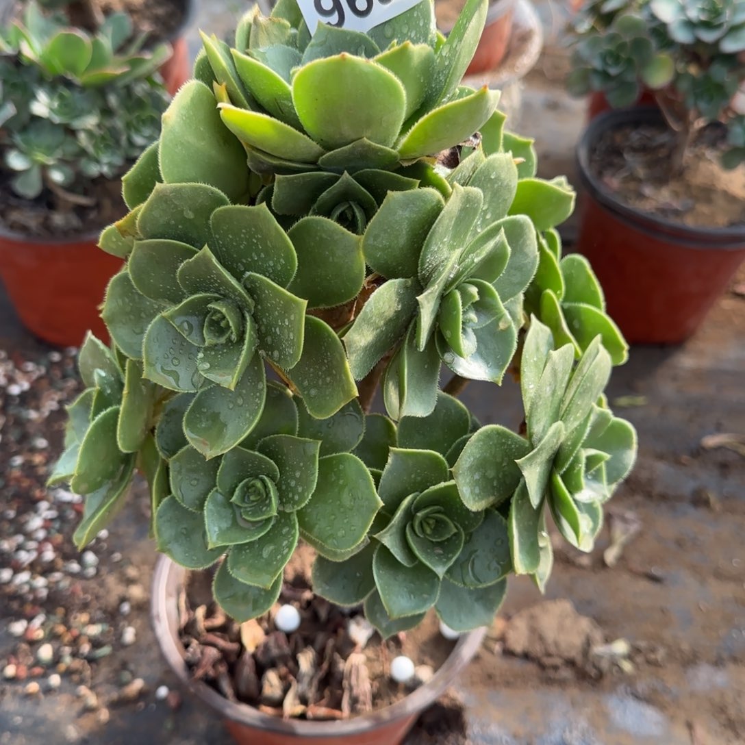 香腹多肉963满28包邮断枝不包