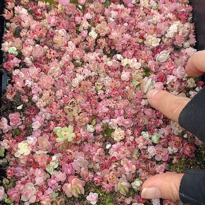 104 多肉植物盆栽花卉植物