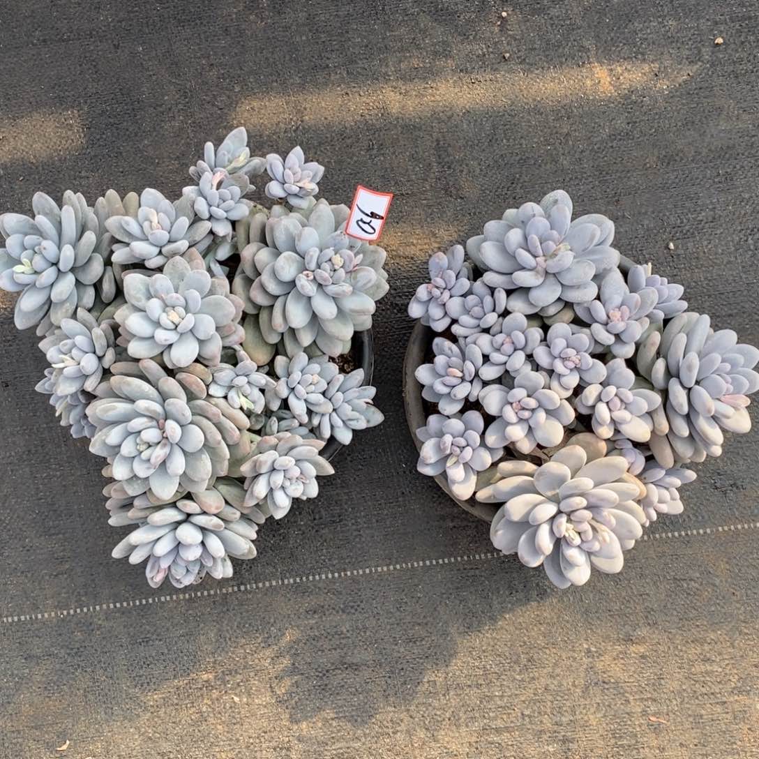 小****碗福利香水a6