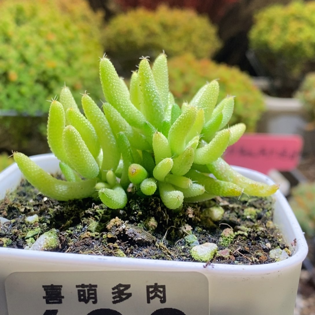 玉米锦枝干番杏693
