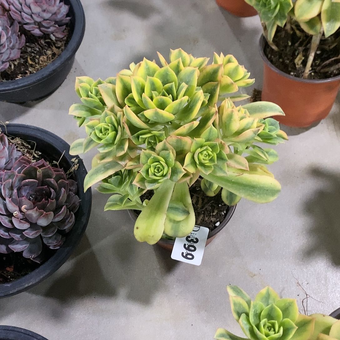 钟*399星爆多肉植物