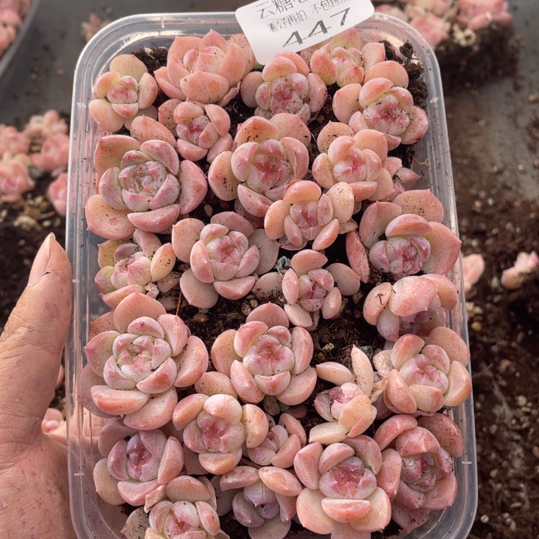 云糖心多肉植物447