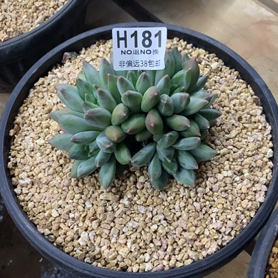 国****重楼朵朵181 亏本处理退款拉黑7-8天发货