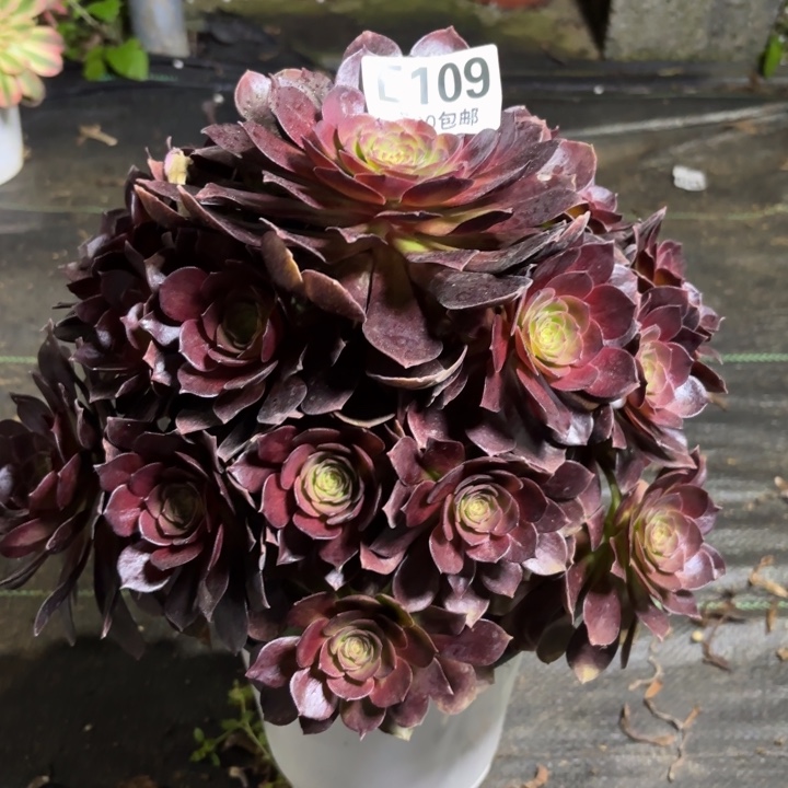 瑞妈一物一拍109