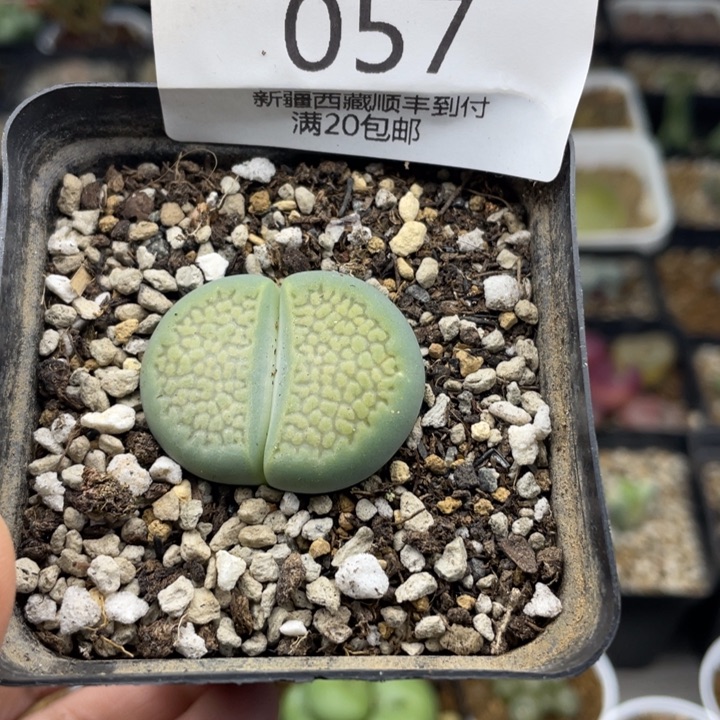 佳人园艺新年福利啦绿巴黎057