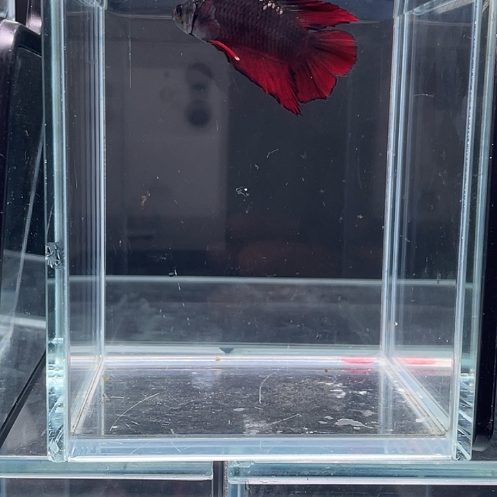 斗鱼包活不包损感谢支持