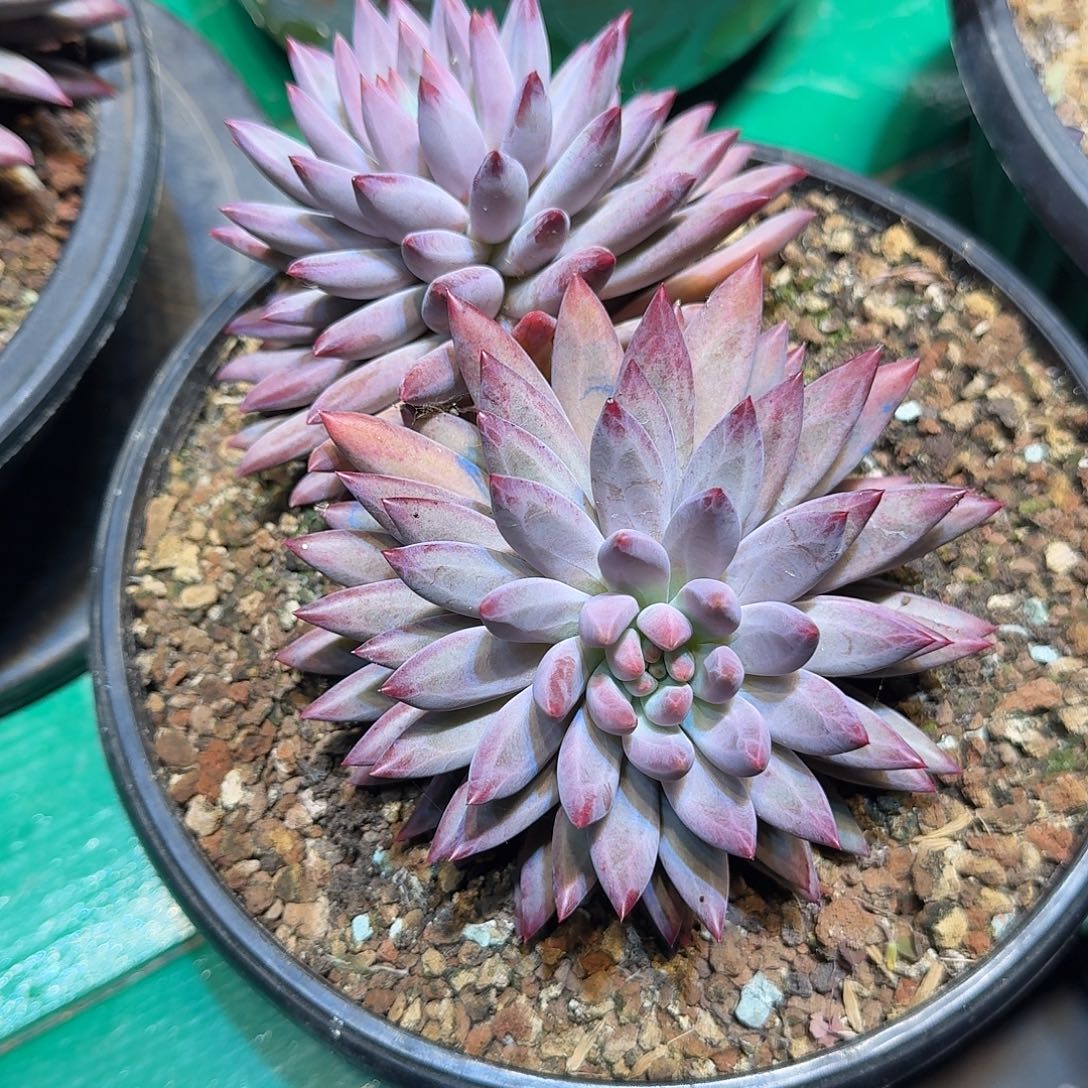 向****多肉植物多肉植物