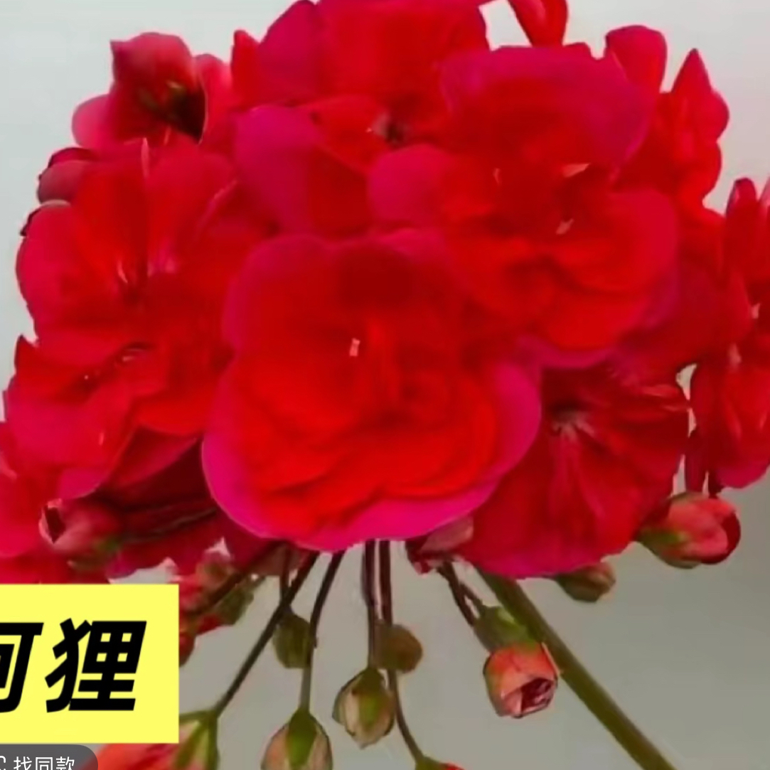 阿狸 新品半兽天竺葵