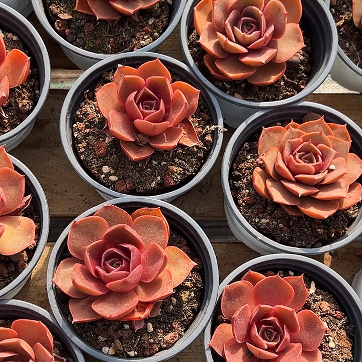 单头            红灯