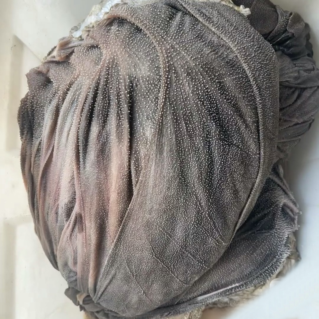 批发 新鲜屠场鲜毛肚 整个牛肚牛百叶 带底板 固形物含量90%以上