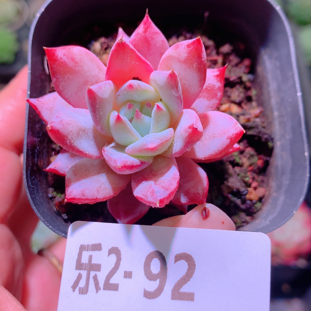 乐然 2-92 粉蓝鸟 