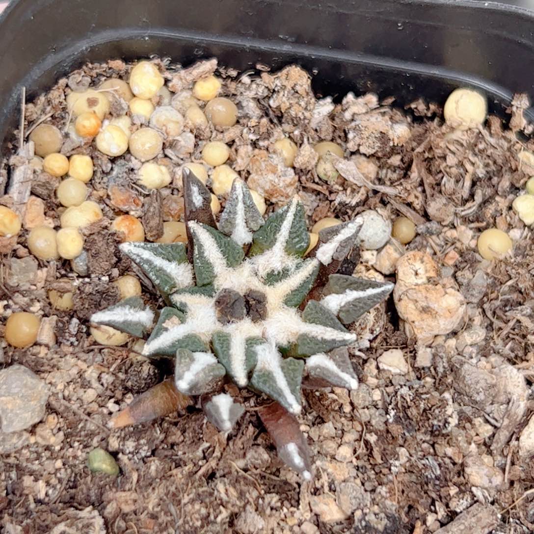 实生 黑牡丹仙人球