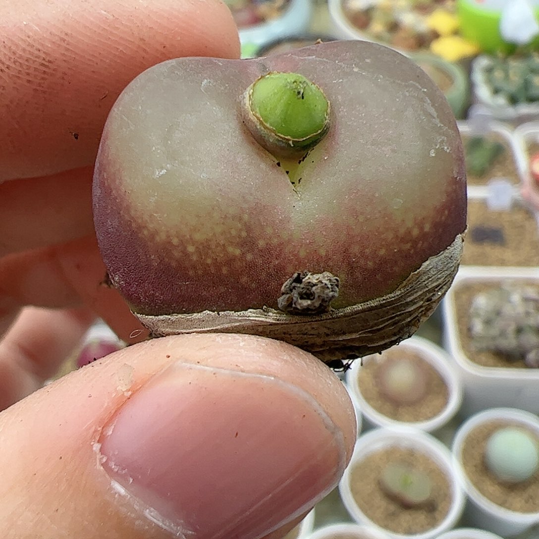 【闪购商品】295 l吕氏