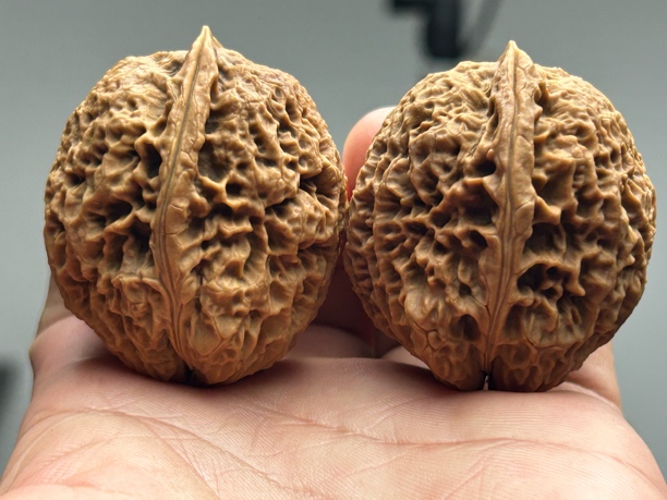 40mm粗筋橄榄石 铁核桃