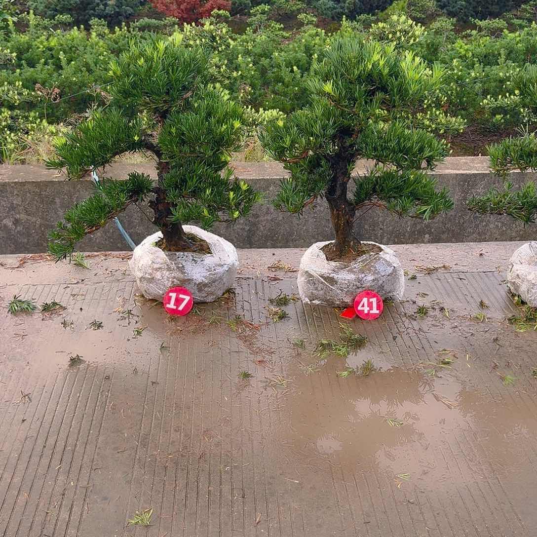 安***保完全开放罗汉松养殖方法