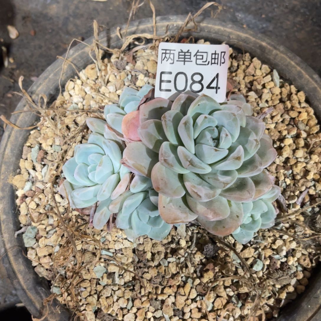 老阿姨花卉一物一拍E084
